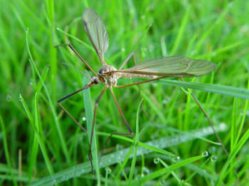Cranefly - the parent of the leatherjacket - looking for suitable place to lay eggs in lawn